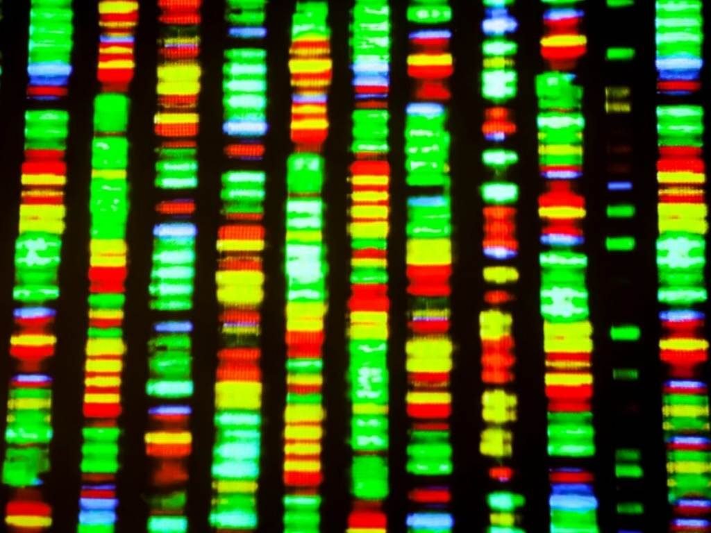 Cell DNA
