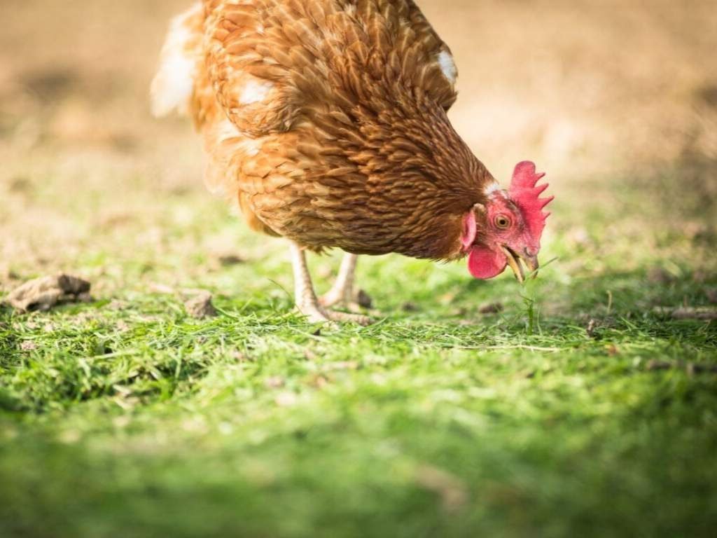 free range kippen