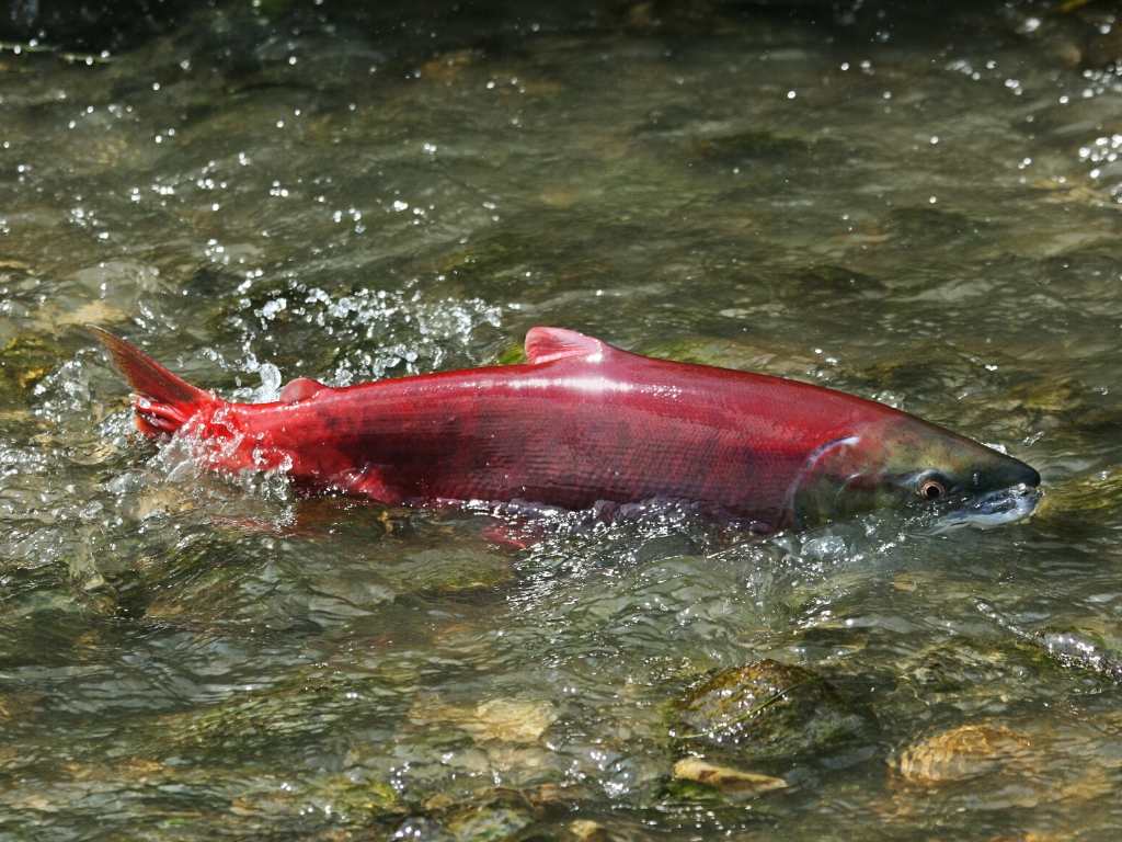 Sockeye zalm